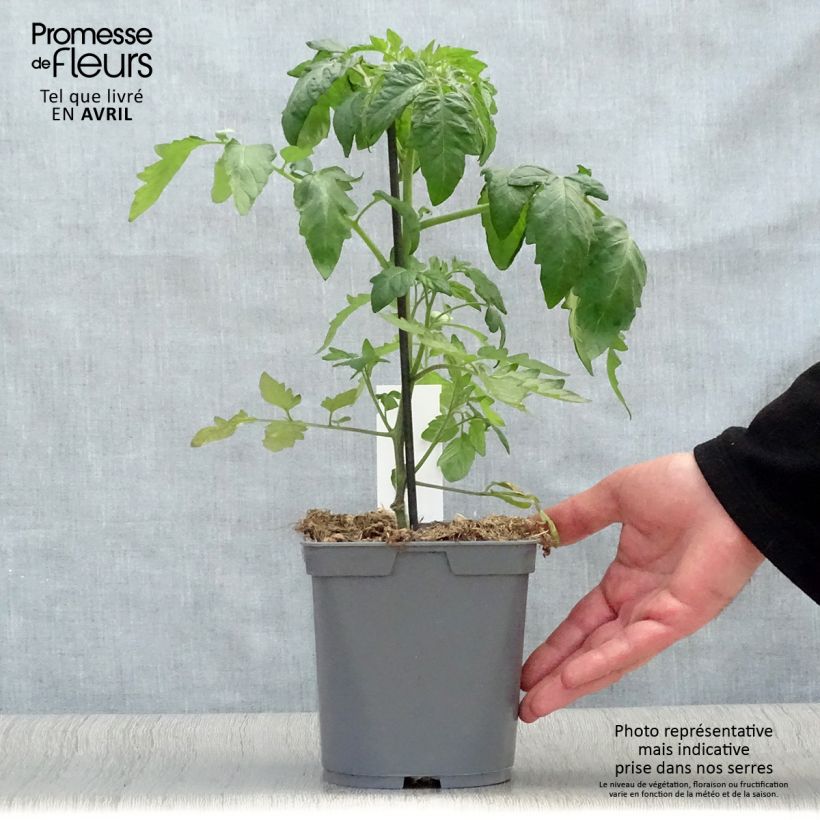 Spécimen de Tomate Ananas en plants GREFFES Pot de 2L/3L tel que livré au printemps