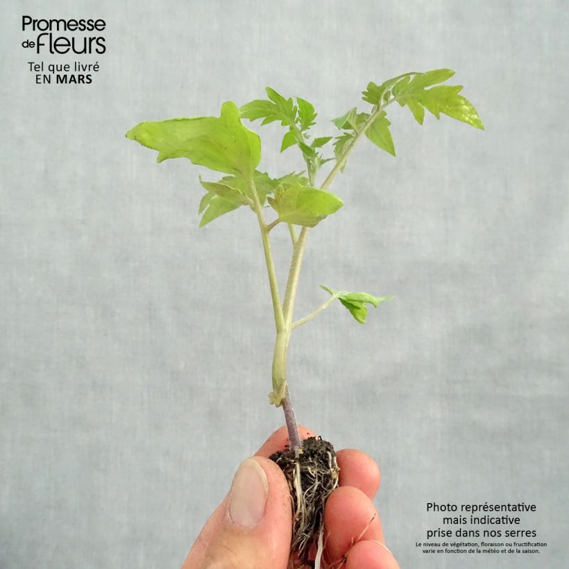 Spécimen de Tomate Ananas en plants GREFFES BIO en mini-mottes Mini-motte 1,6 cm tel que livré au printemps