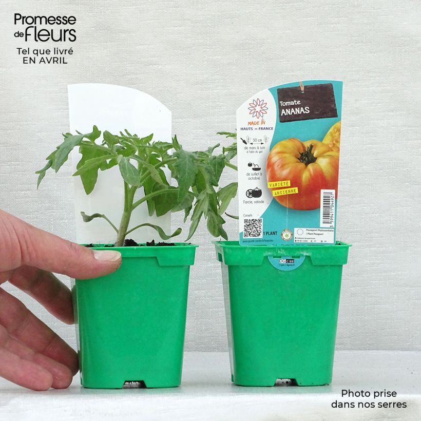 Spécimen de Tomate Ananas en plants tel que livré au printemps