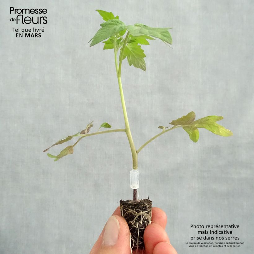 Spécimen de Tomate Apéro F1 en plants GREFFES BIO mini-mottes - Tomate-cerise Mini-motte 1,6 cm tel que livré au printemps