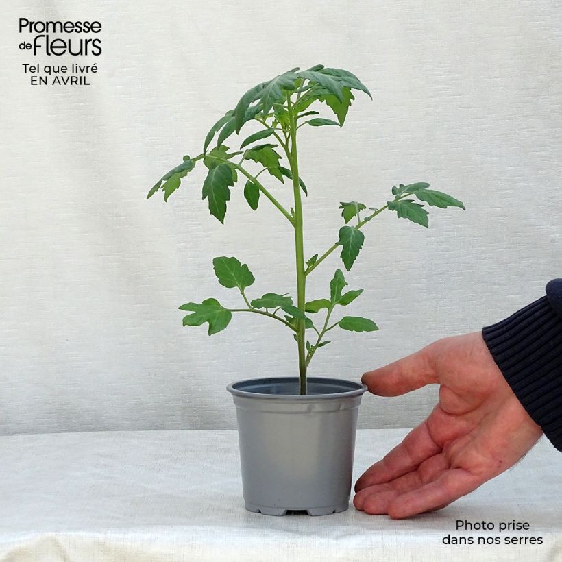 Spécimen de Tomate Apéro F1 en plants - Tomate-cerise Pot de 10 cm/11cm tel que livré au printemps