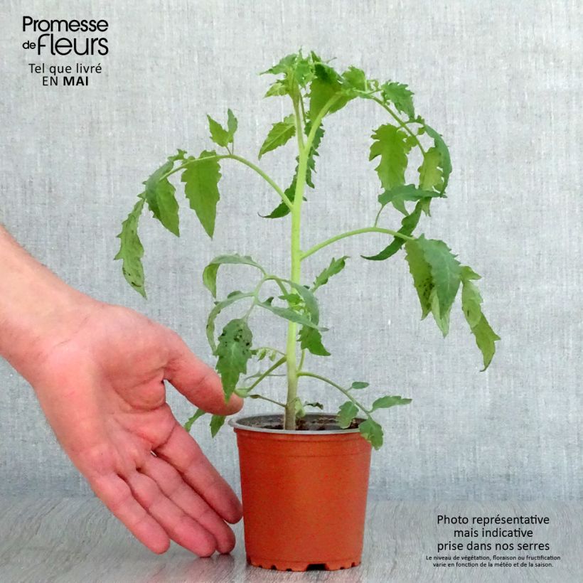 Spécimen de Tomate Bellandine F1 en plants tel que livré au printemps