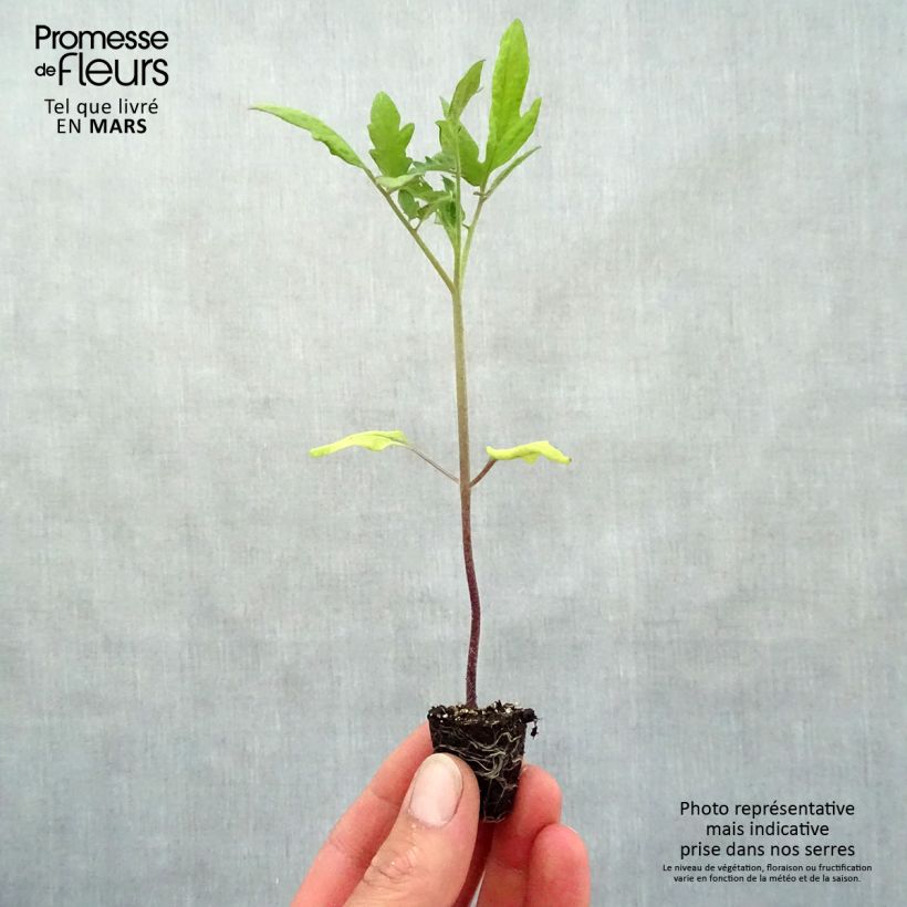 Spécimen de Tomate Buffalo Steak F1 en plants Mini-motte Ø 3/4 cm, Livré en hauteur de 5 à 10 cm tel que livré au printemps