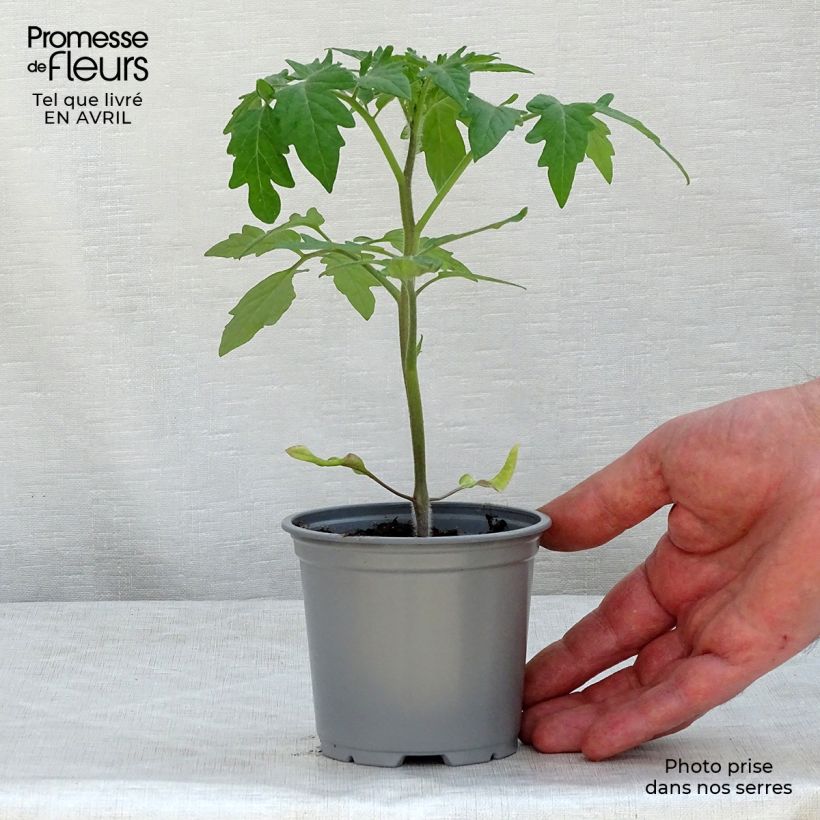 Spécimen de Tomate Buffalo Steak F1 en plants godet de 8/9cm tel que livré au printemps