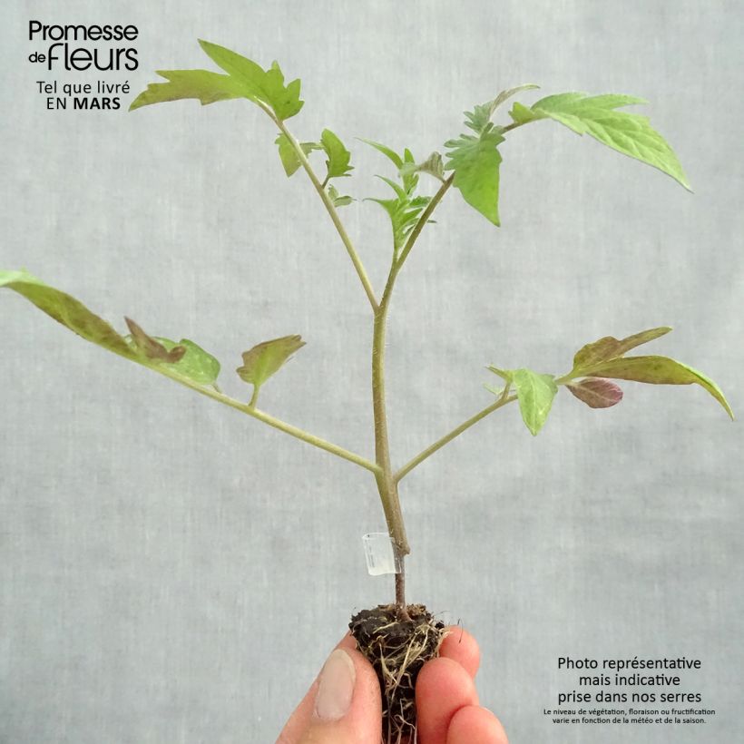 Spécimen de Tomate Buffalo Steak en plants GREFFES BIO - F1 en mini-mottes  Mini-motte 1,6 cm tel que livré au printemps
