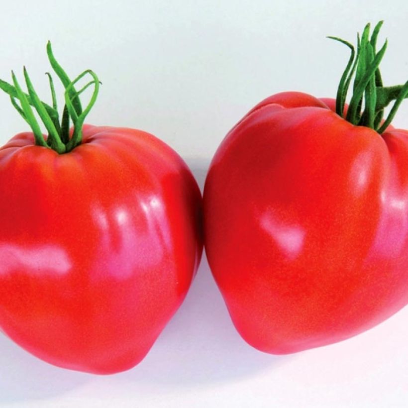 Tomate Cauralina F1 en plant  (Récolte)