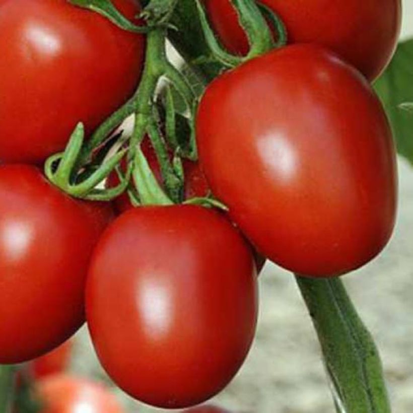Tomate Cencara F1 en plants (Récolte)