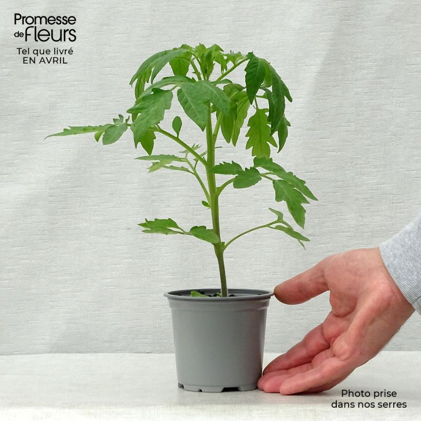 Spécimen de Tomate Cherokee Purple en plants tel que livré au printemps