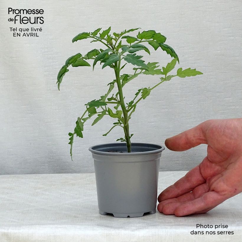 Spécimen de Tomate Cherry Orange en plants - Tomate cerise godet de 8/9cm tel que livré au printemps