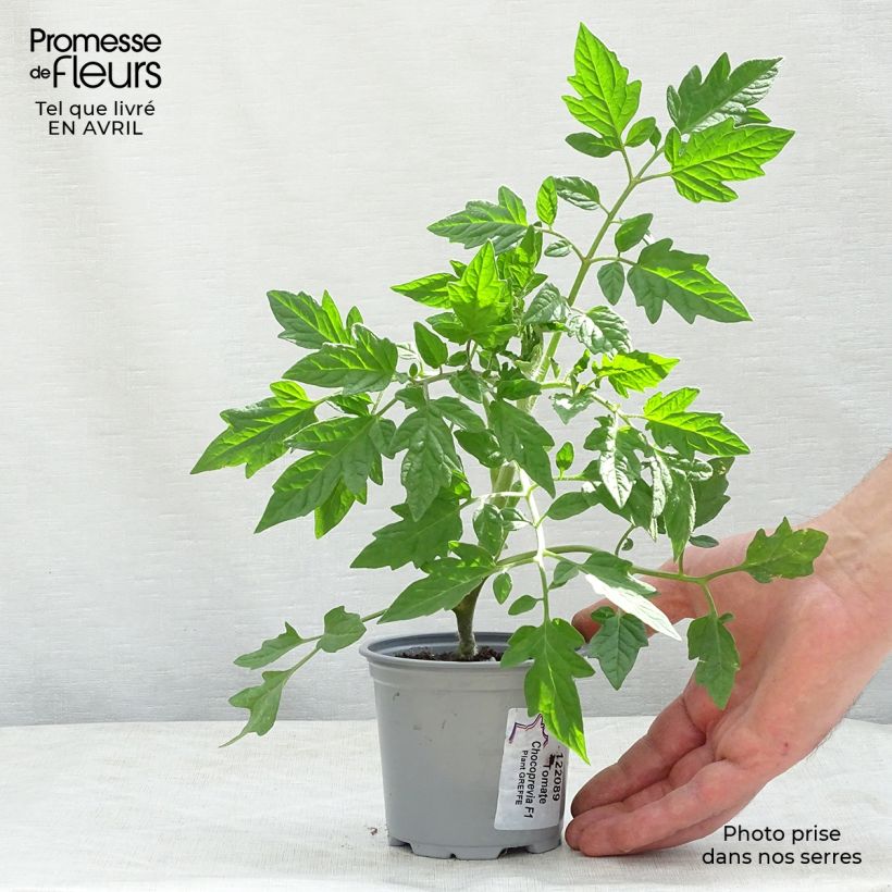 Spécimen de Tomate Chocoprevia F1 en plants GREFFES - La Sélection du Chef tel que livré au printemps