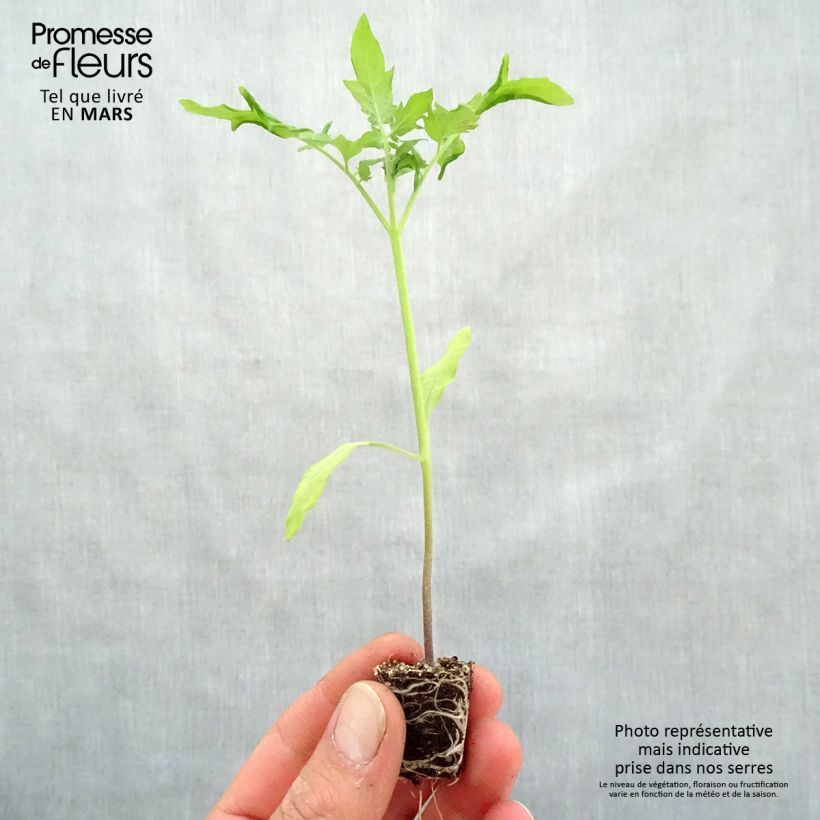 Spécimen de Tomate Cobra F1 en plants - spéciale abris tel que livré au printemps