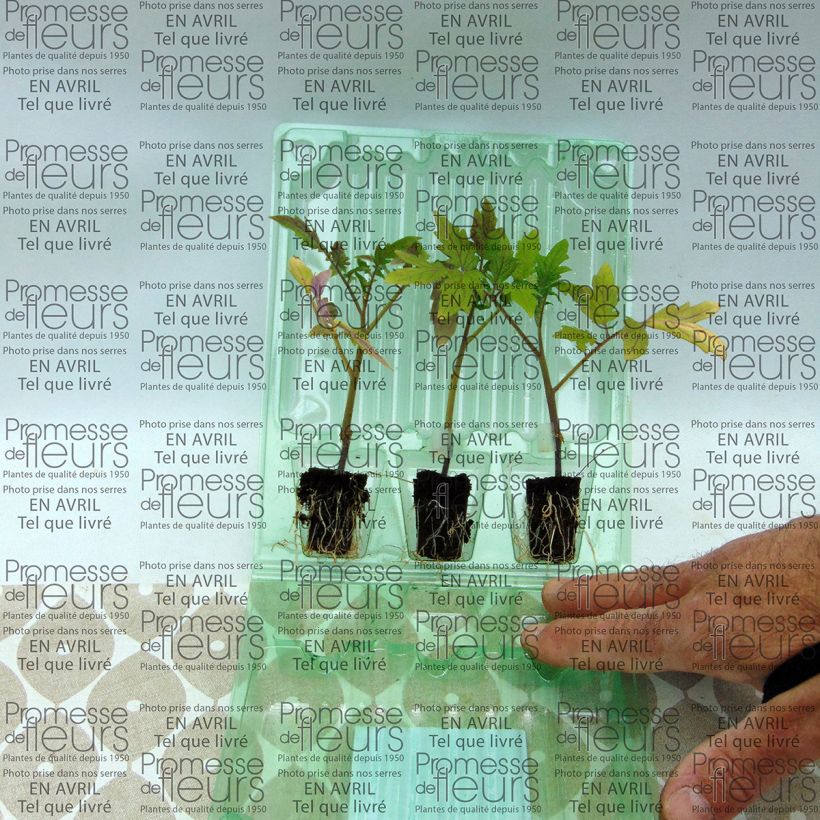 Exemple de spécimen de Tomate Cobra F1 en plants GREFFES - spéciale abris Mini-motte 4 cm tel que livré