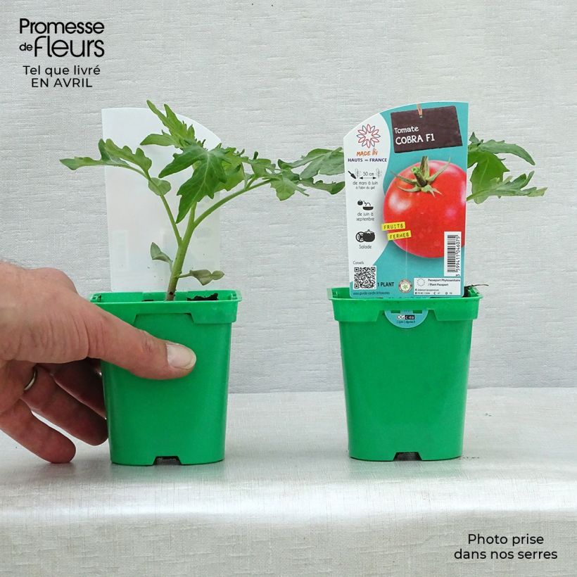 Spécimen de Tomate Cobra F1 en plants - spéciale abris tel que livré au printemps