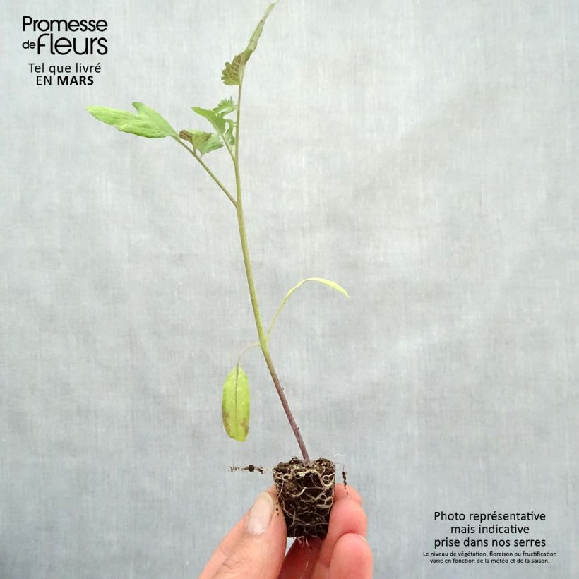 Spécimen de Tomate Colibri F1 en plants  tel que livré au printemps