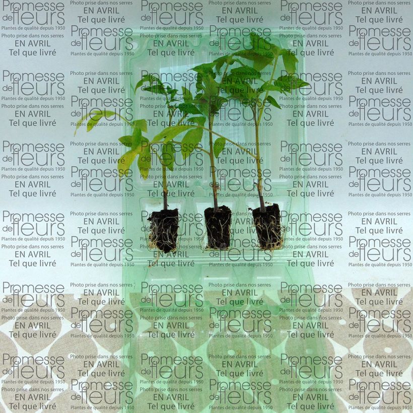 Exemple de spécimen de Tomate Colibri F1 en plants GREFFES Mini-motte 4 cm tel que livré