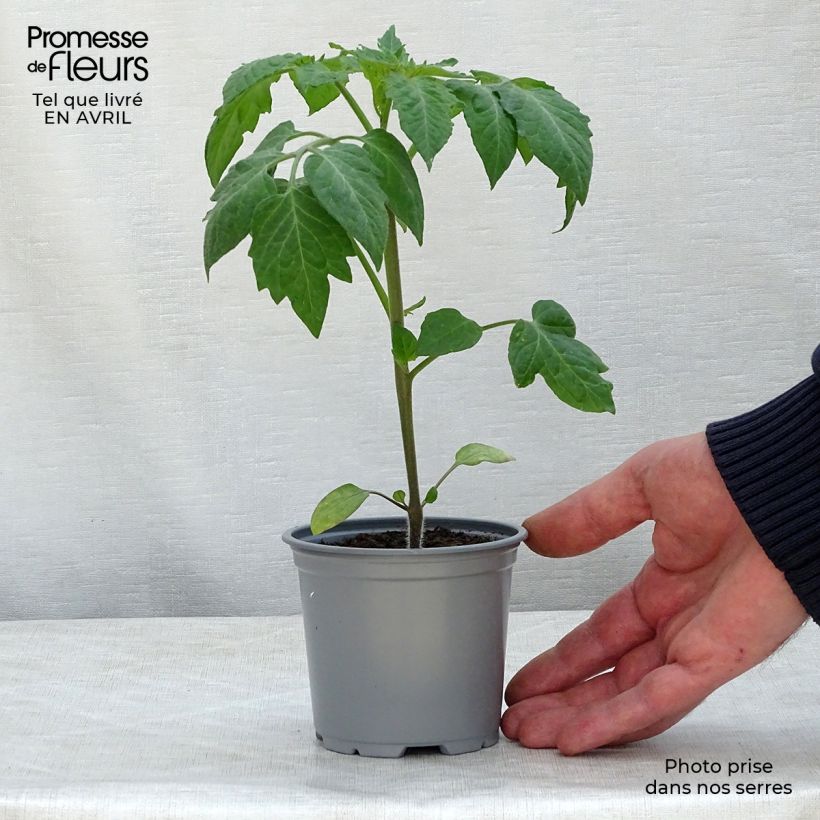 Spécimen de Tomate Colibri F1 en plants  godet de 8/9cm tel que livré au printemps
