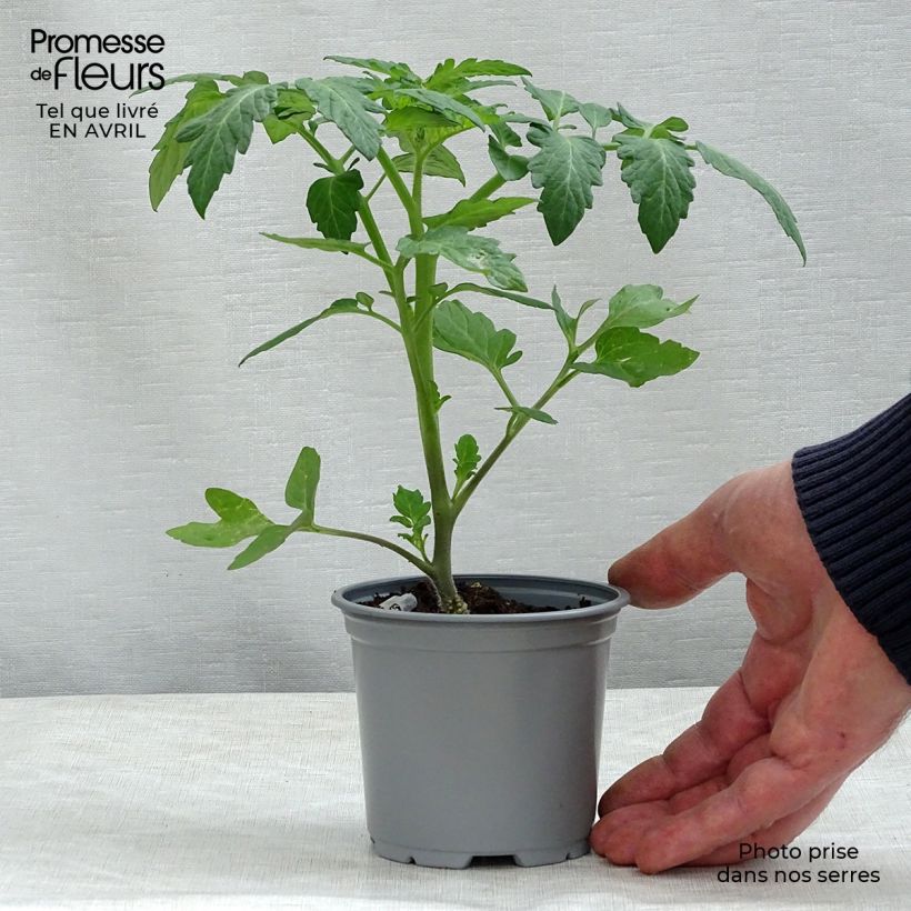 Spécimen de Tomate Cookie F1 en plants GREFFES - La Sélection du Chef godet de 8/9cm tel que livré au printemps