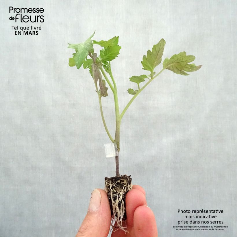 Spécimen de Tomate Cookie F1 en plants GREFFES BIO en mini-mottes  Mini-motte 1,6 cm tel que livré au printemps