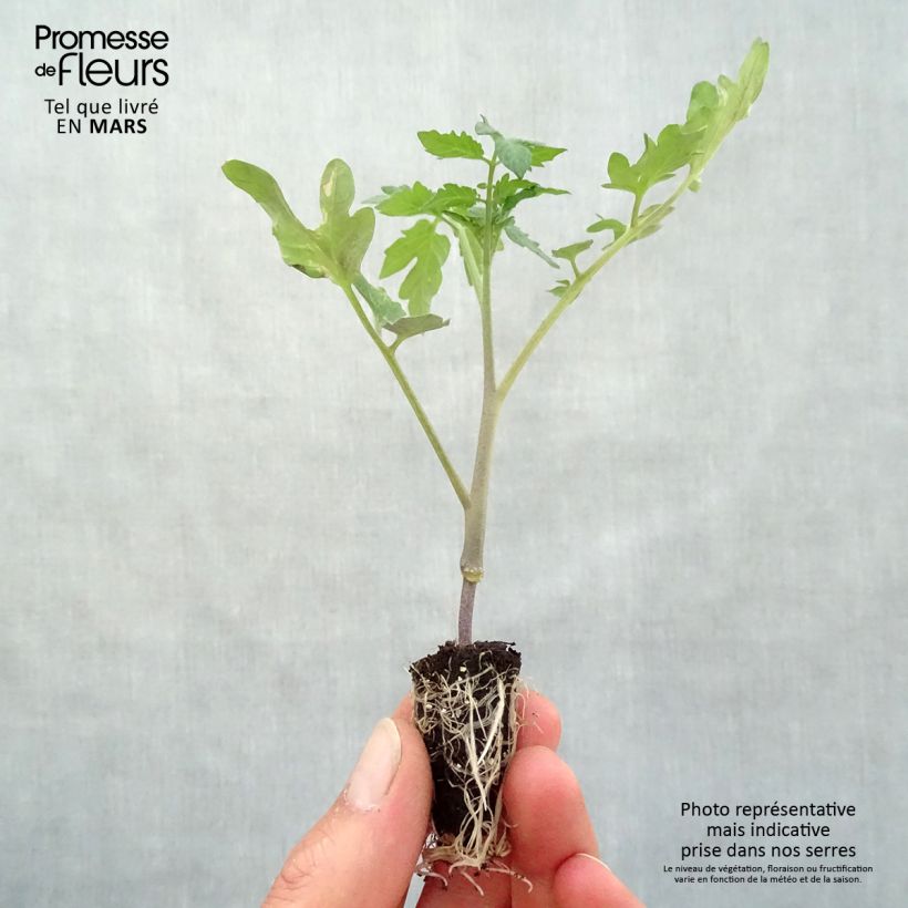 Spécimen de Tomate Cookie F1 en plants GREFFES - La Sélection du Chef Mini-motte Ø 1,5/2,5 cm, Livré en plant greffé de 5 cm de haut environ tel que livré au printemps