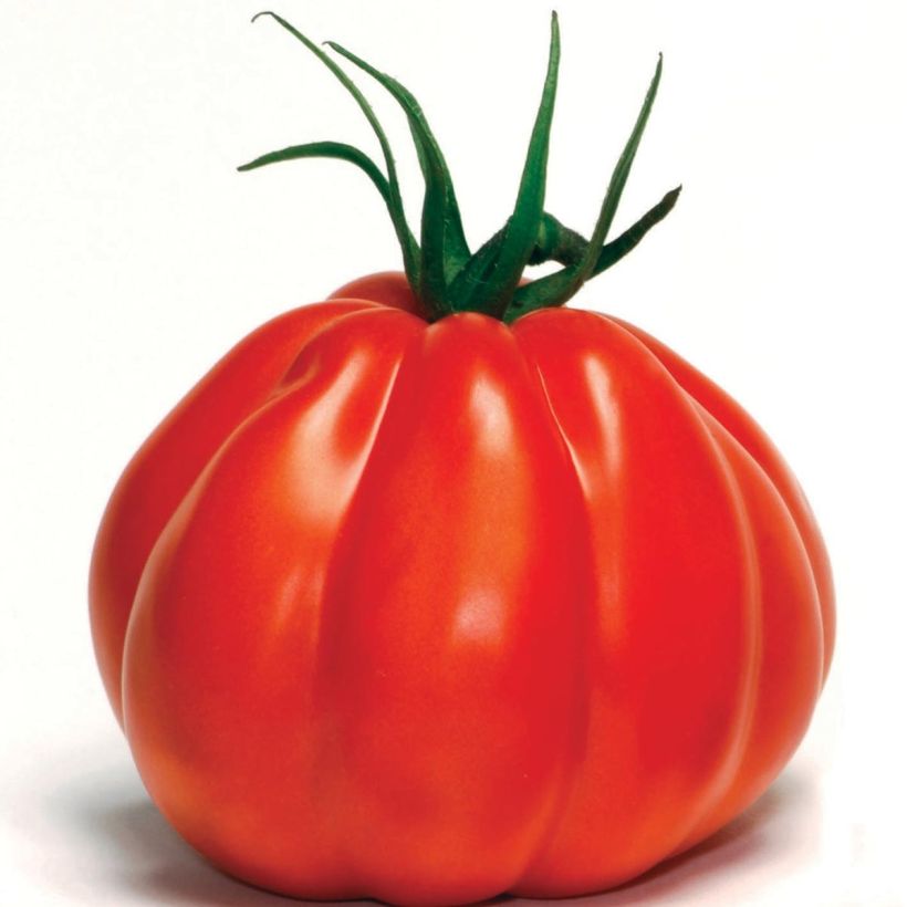Tomate Corazon F1 en plants GREFFES (Récolte)