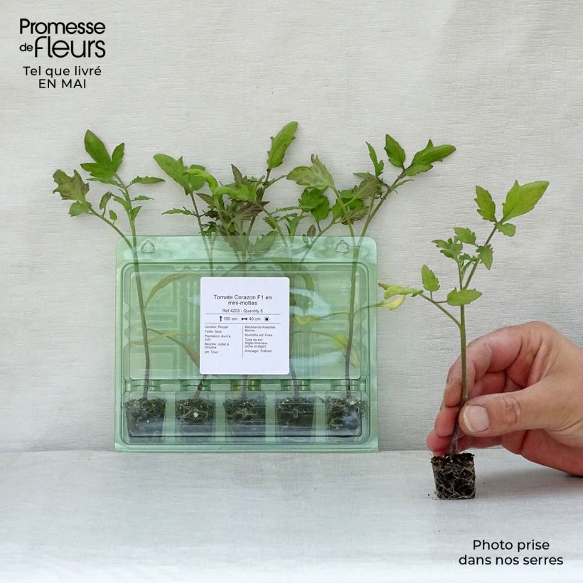 Spécimen de Tomate Corazon F1 en plants Mini-motte Ø 1,5/2,5 cm, Livré en hauteur de 5 à 10 cm tel que livré au printemps