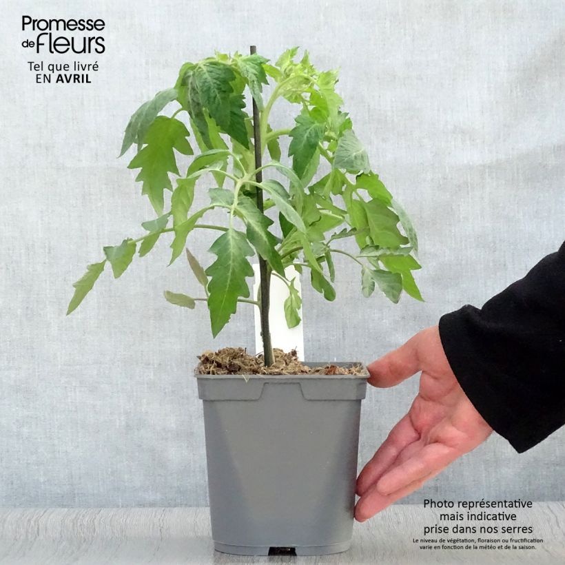 Spécimen de Tomate Corazon F1 en plants GREFFES tel que livré au printemps