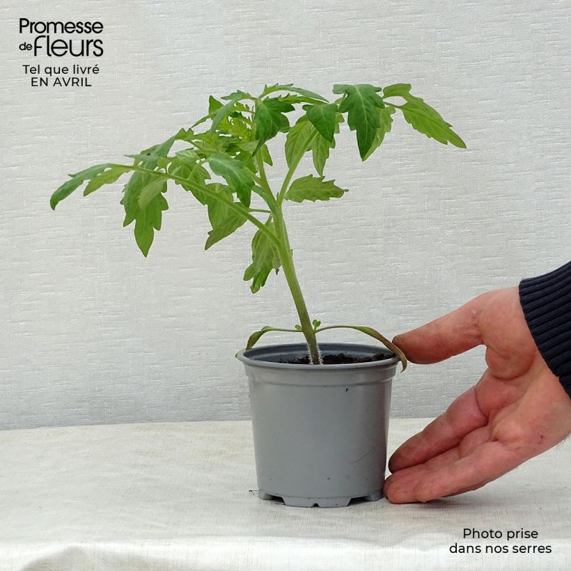 Spécimen de Tomate Corazon F1 en plants godet de 8/9cm tel que livré au printemps
