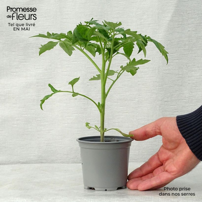 Spécimen de Tomate Corazon F1 en plants tel que livré au printemps