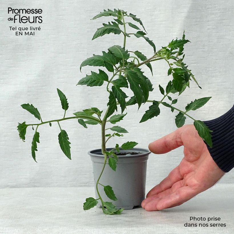 Spécimen de Tomate Cornabel F1 en plants GREFFES - Cornue des Andes hybride godet de 8/9cm tel que livré au printemps