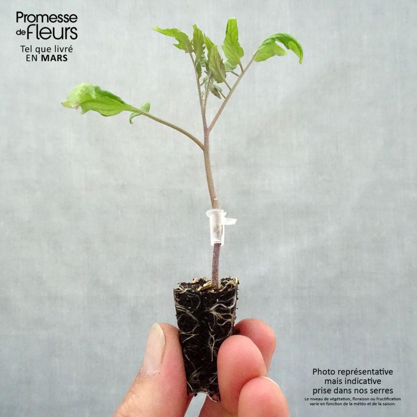 Spécimen de Tomate Cornabel F1 en plants GREFFES - Cornue des Andes hybride Mini-motte Ø 3/4 cm, Plant greffé de 5 à 10 cm de hauteur tel que livré au printemps