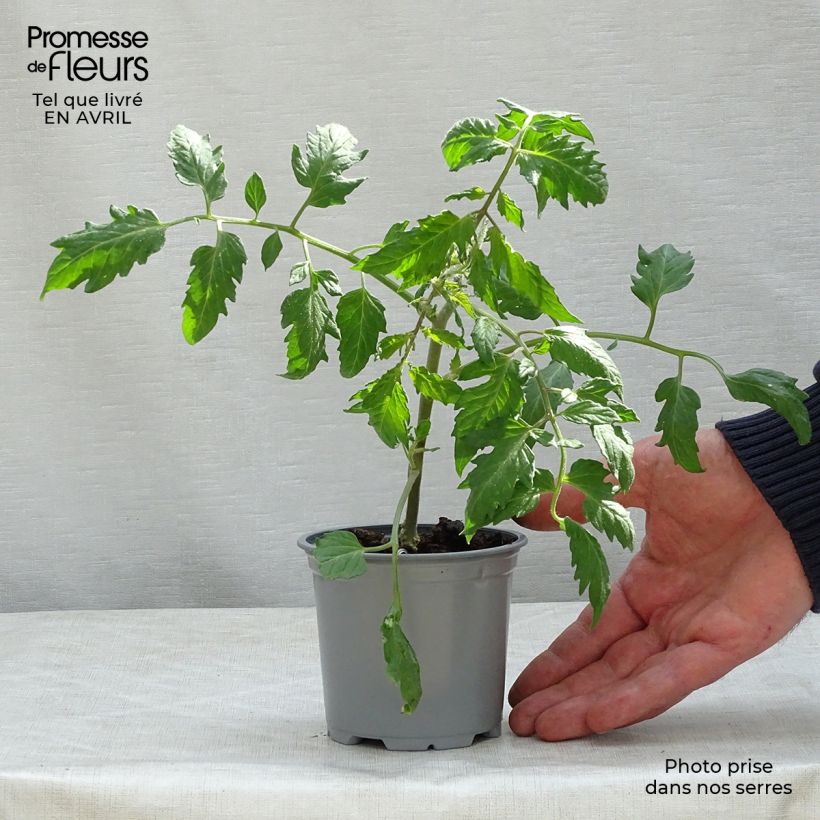 Spécimen de Tomate Cornabel F1 en plants - Cornue des Andes hybride tel que livré au printemps