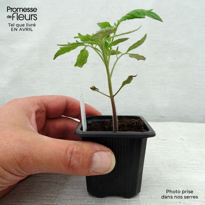 Spécimen de Tomate Cornue des Andes en plants - Andine Cornue Godet de 7/8 cm tel que livré au printemps