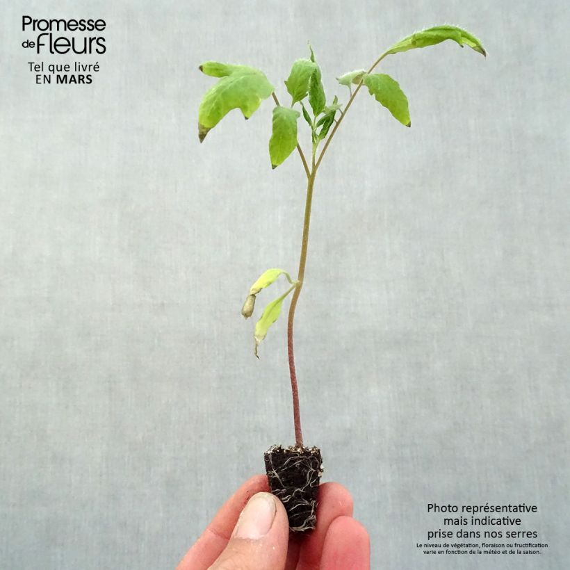 Spécimen de Tomate Cornue des Andes en plants - Andine Cornue Mini-motte Ø 3/4 cm, Livré en hauteur de 5 à 10 cm tel que livré au printemps