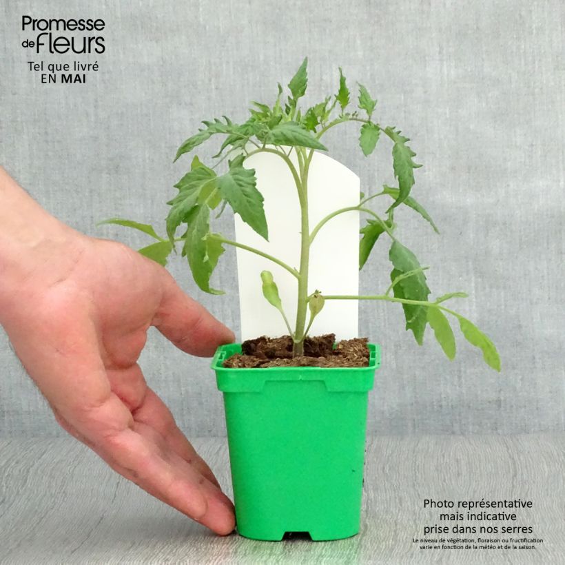 Spécimen de Tomate Cornue des Andes en plants - Andine Cornue Pot de 10 cm/11cm tel que livré au printemps
