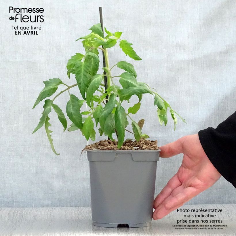Spécimen de Tomate Cornue des Andes ou Andine Cornue en plants GREFFES tel que livré au printemps
