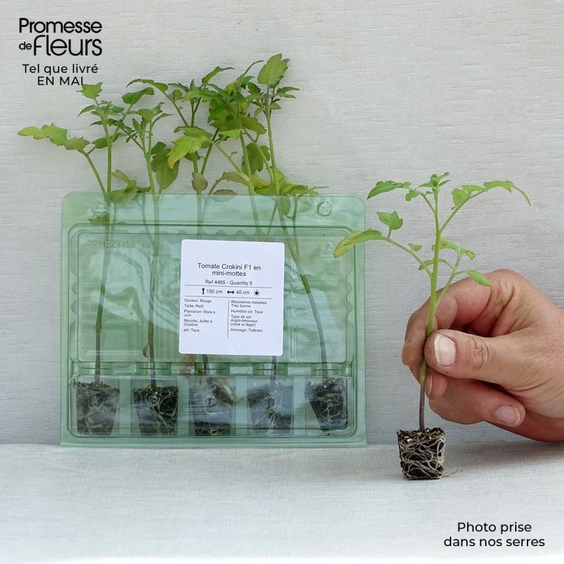 Spécimen de Tomate Crokini F1 en plants - Tomate-cerise Mini-motte Ø 3/4 cm, Plant vert de 5 à 10 cm de haut tel que livré au printemps