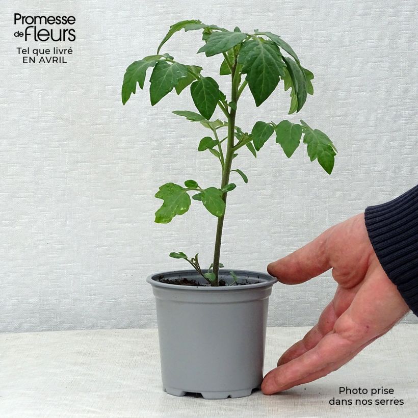 Spécimen de Tomate Crokini F1 en plants - Tomate-cerise tel que livré au printemps