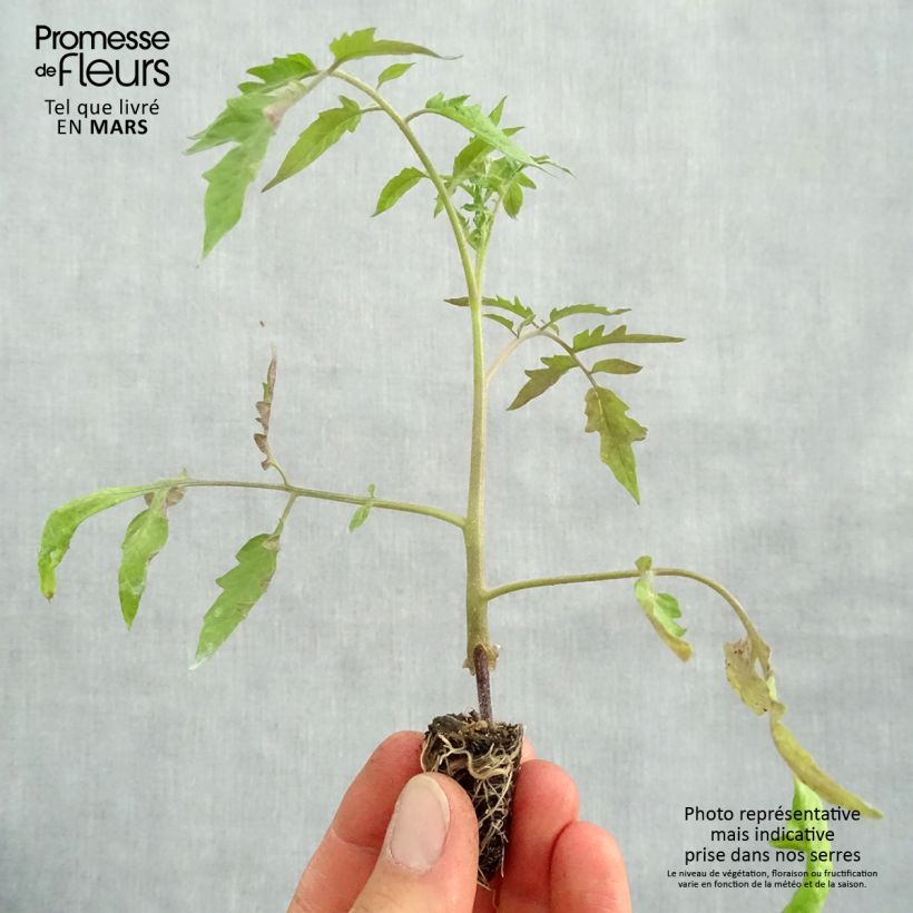 Spécimen de Tomate Cuor di Bue BIO en plants GREFFES en mini-mottes - Cœur de Bœuf Mini-motte 1,6 cm tel que livré au printemps
