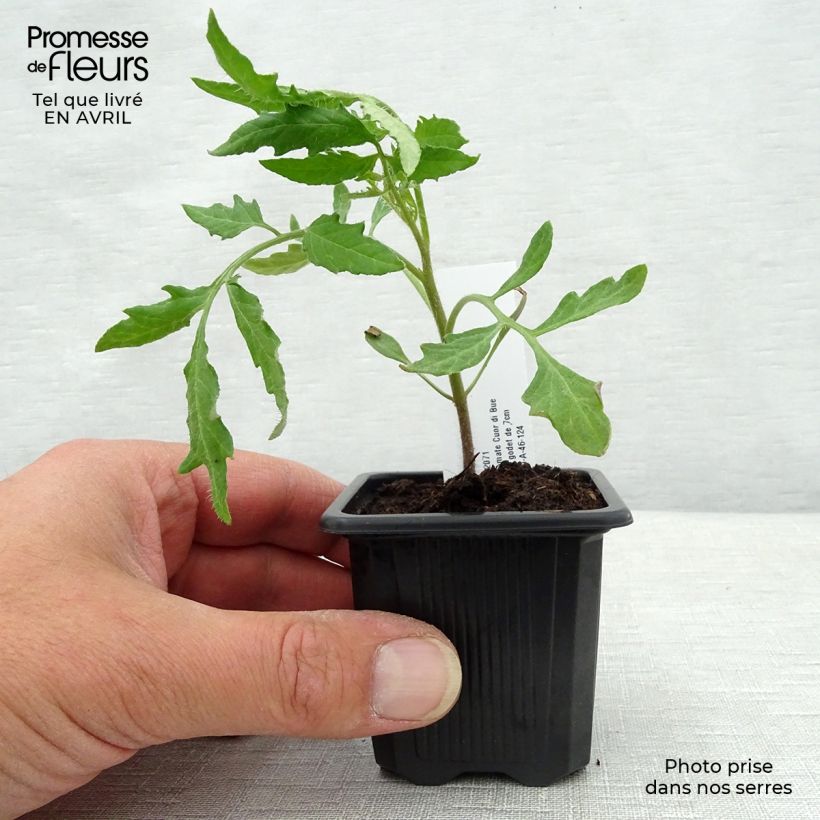 Spécimen de Tomate Cuor di Bue en plants - Cœur de Bœuf Godet de 7/8 cm tel que livré au printemps