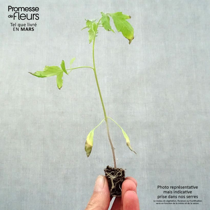 Spécimen de Tomate Cuor di Bue en plants - Cœur de Bœuf Mini-motte Ø 3/4 cm, Livré en hauteur de 5 à 10 cm tel que livré au printemps