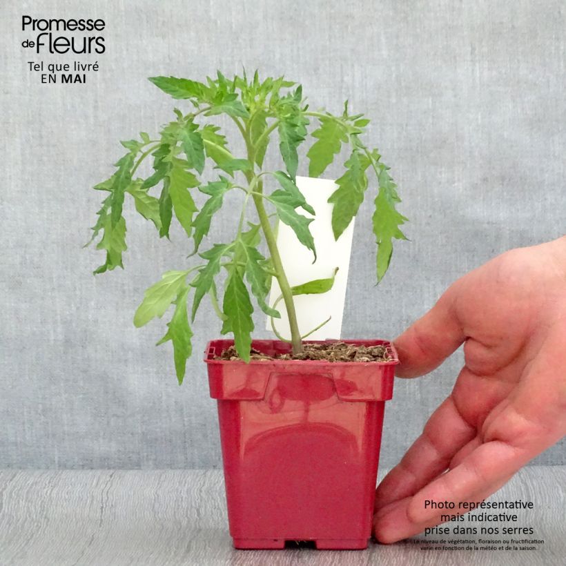Spécimen de Tomate Cuor di Bue en plants BIO – Cœur de Bœuf tel que livré au printemps
