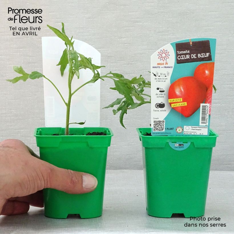 Spécimen de Tomate Cuor di Bue en plants - Cœur de Bœuf Pot de 10 cm/11cm tel que livré au printemps