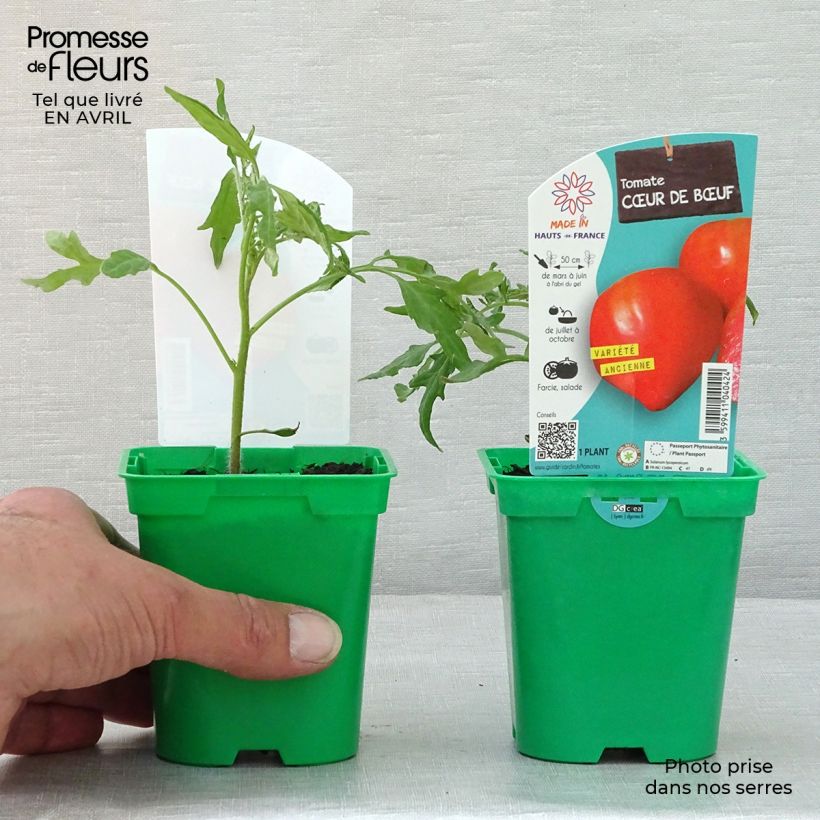 Spécimen de Tomate Cuor di Bue en plants - Cœur de Bœuf tel que livré au printemps