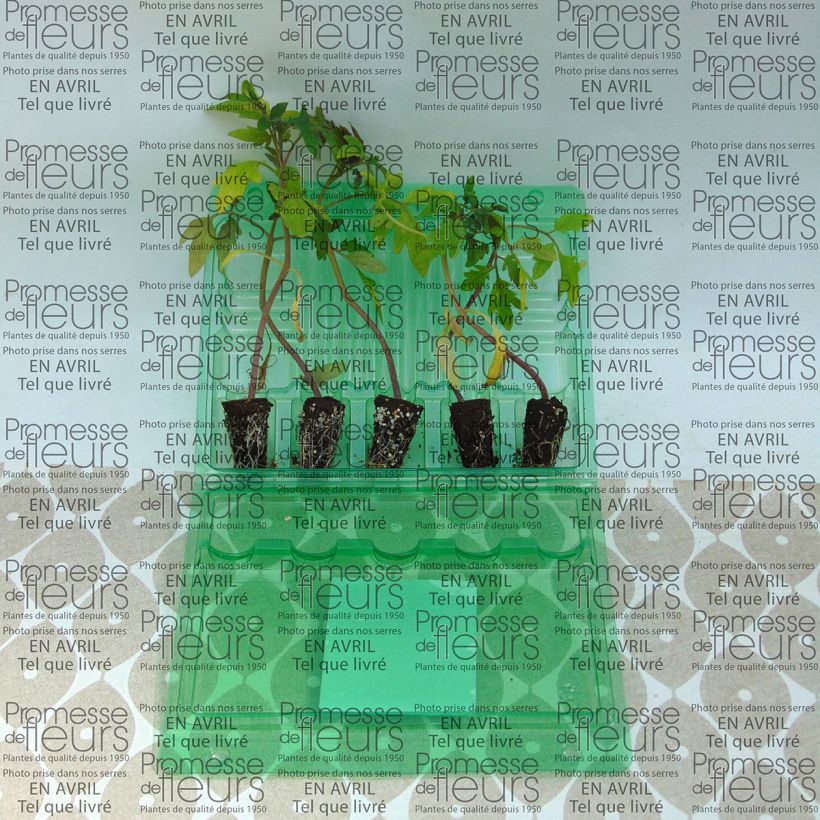Exemple de spécimen de Tomate Delizia F1 en plants - type Marmande Mini-motte Ø 3/4 cm, Livré en hauteur de 5 à 10 cm tel que livré