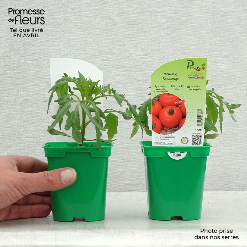 Spécimen de Tomate Fandango F1 en plants Pot de 10 cm/11cm tel que livré au printemps