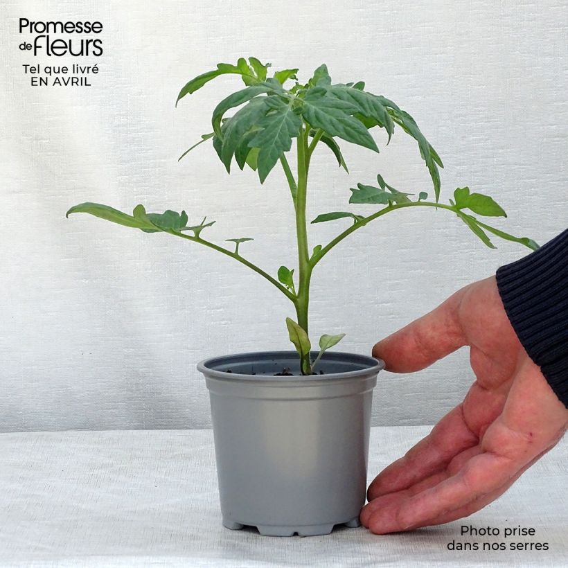Spécimen de Tomate Fantasio F1 en plants tel que livré en printemps