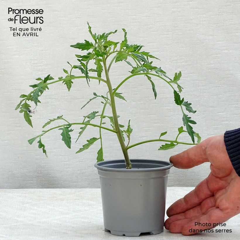 Spécimen de Tomate Fleurette F1 en plants GREFFES - Tomate Cœur de Bœuf hybride godet de 8/9cm tel que livré au printemps