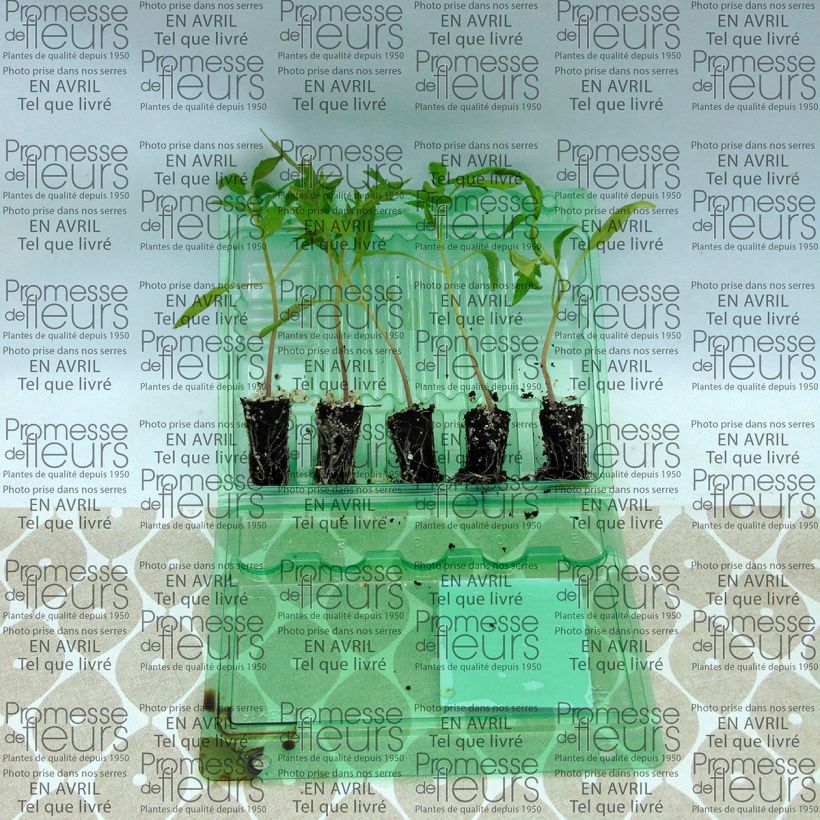 Exemple de spécimen de Tomate Fleurette F1 en plants - Vrai type Cœur de Bœuf hybride Mini-motte 4 cm tel que livré