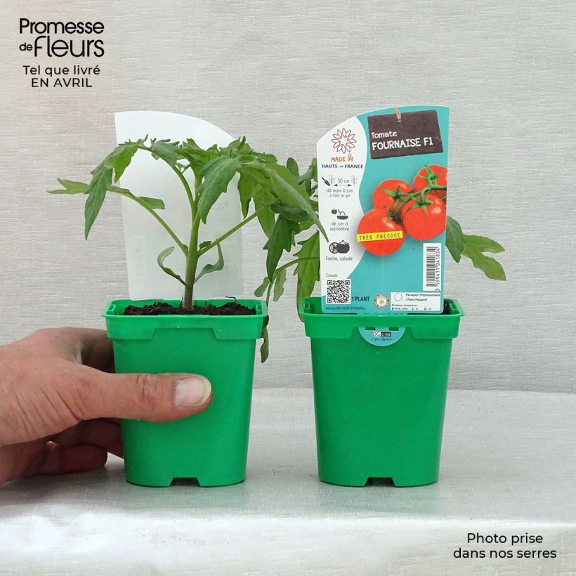 Spécimen de Tomate Fournaise F1 en plants tel que livré au printemps