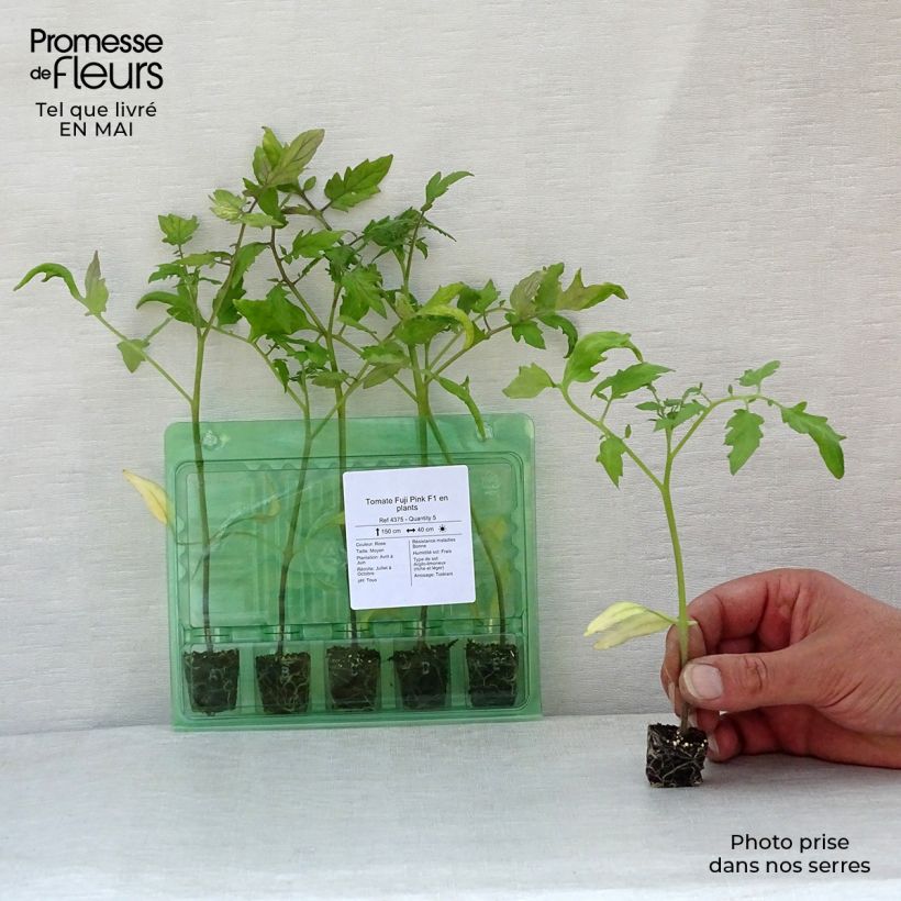 Spécimen de Tomate Fuji Pink F1 en plants Mini-motte Ø 3/4 cm, Livré en hauteur de 5 à 10 cm tel que livré au printemps